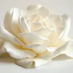 Gardenia Esencia Concentrada