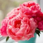 Peonia Esencia Concentrada