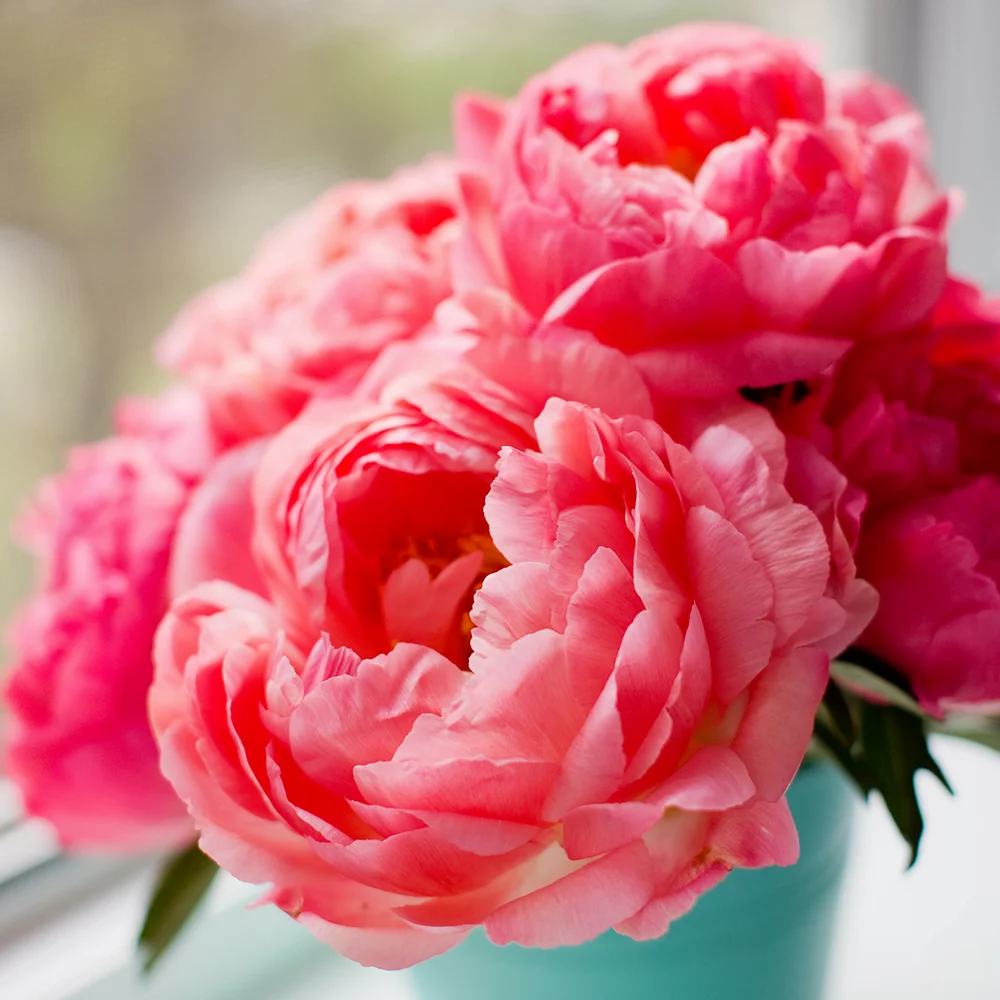 Peonia Esencia Concentrada - Imagen 1