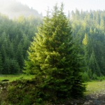 Pino Esencia Concentrada